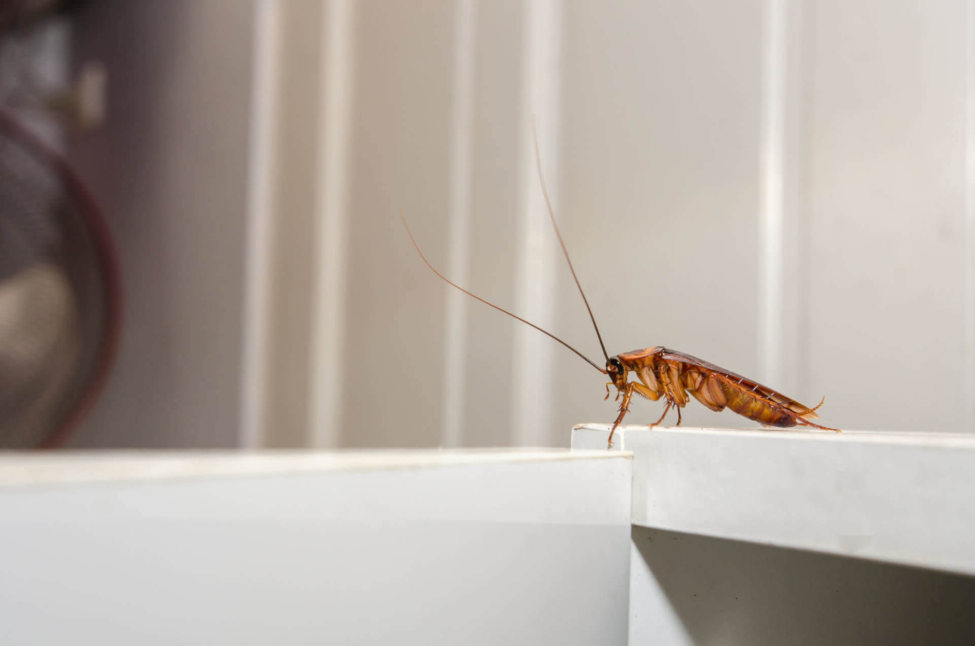 Cockroach Fumigation | Roach Fogging & Exterminating