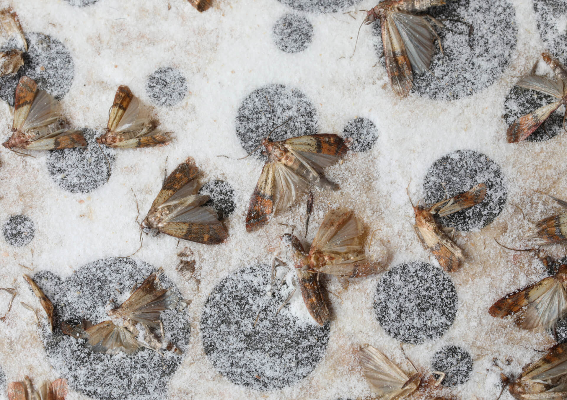 Indian Meal Moth Identification In Jacksonville, FL