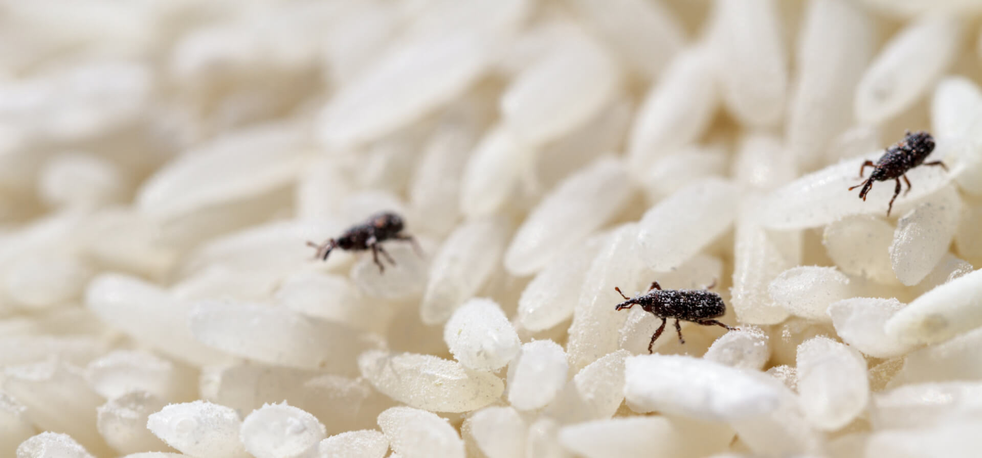 Rice Weevil Identification & Info  Arrow Exterminating Company, Inc. -  Pest Control and Exterminator Services