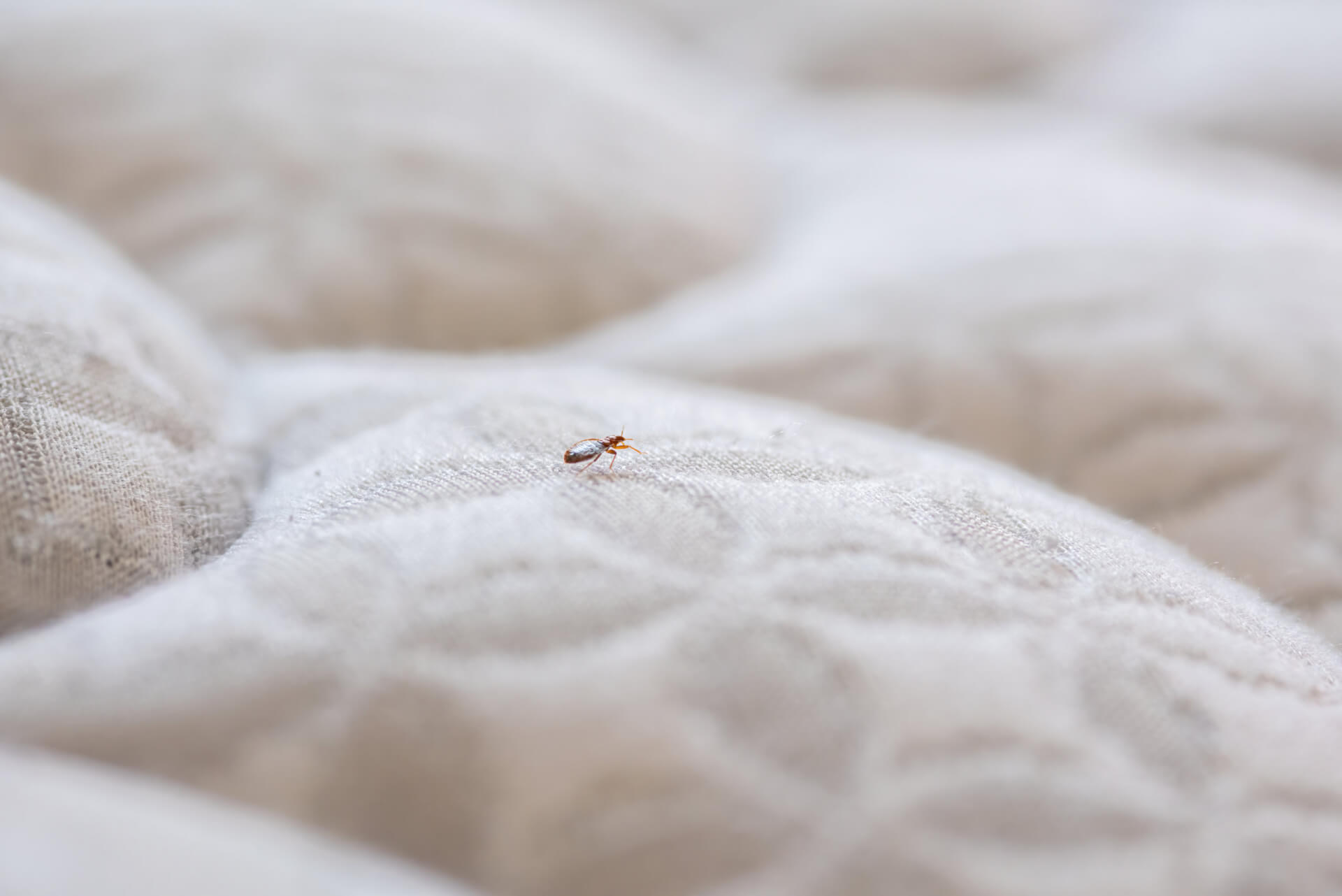Bed Bug Fumigation Bed Bug Heat Treatment & Control