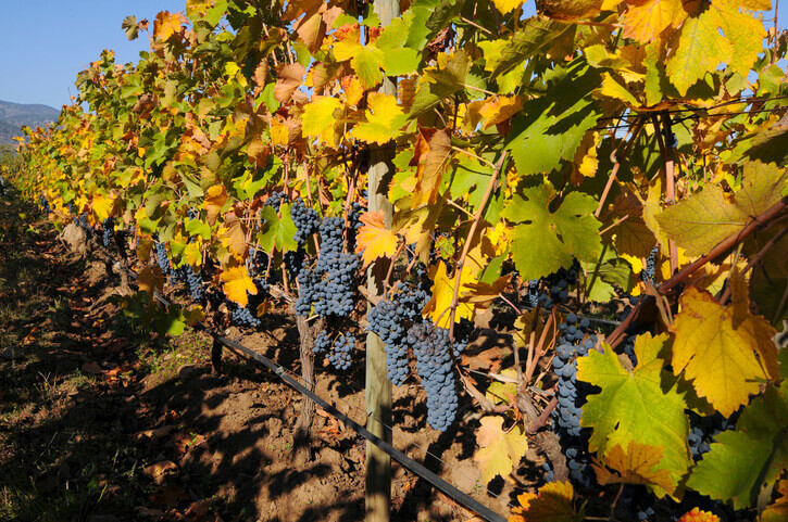 ripe grapes in modern irrigation vines vineyard