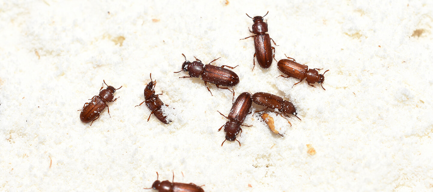 Какие жуки заводятся в крупах фото Fumigation for Flour Beetles - Beetle Exterminator